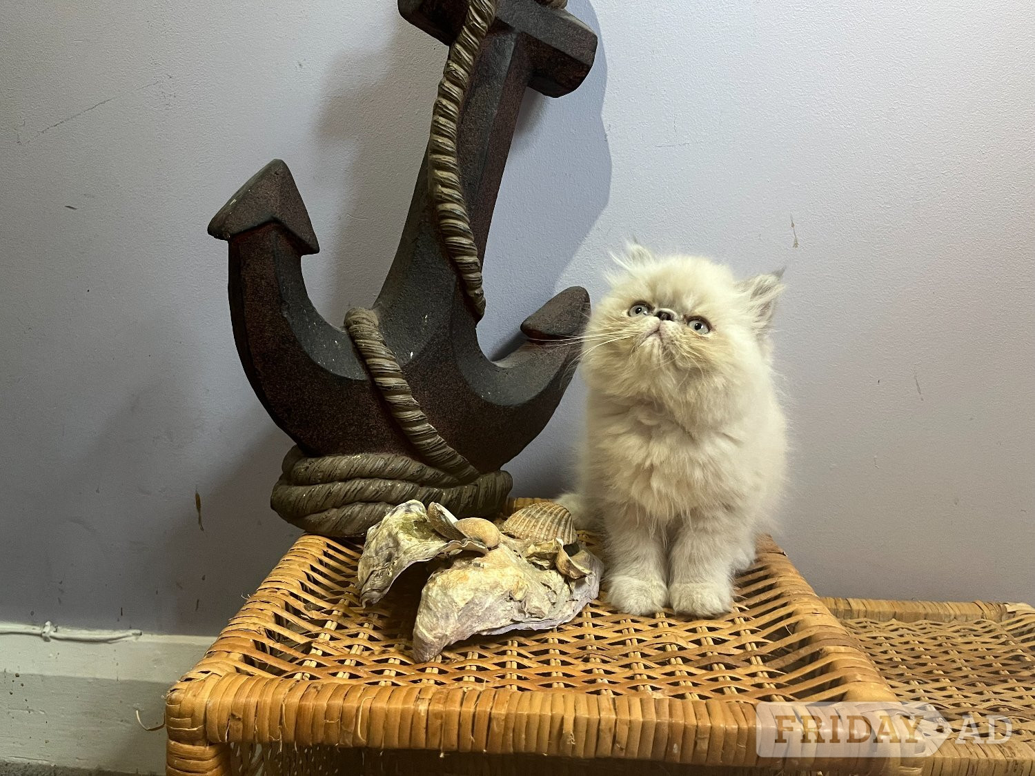 Ready Now. 3 little Persian Pirates ready to set sail - Cats & Kittens in Bromley