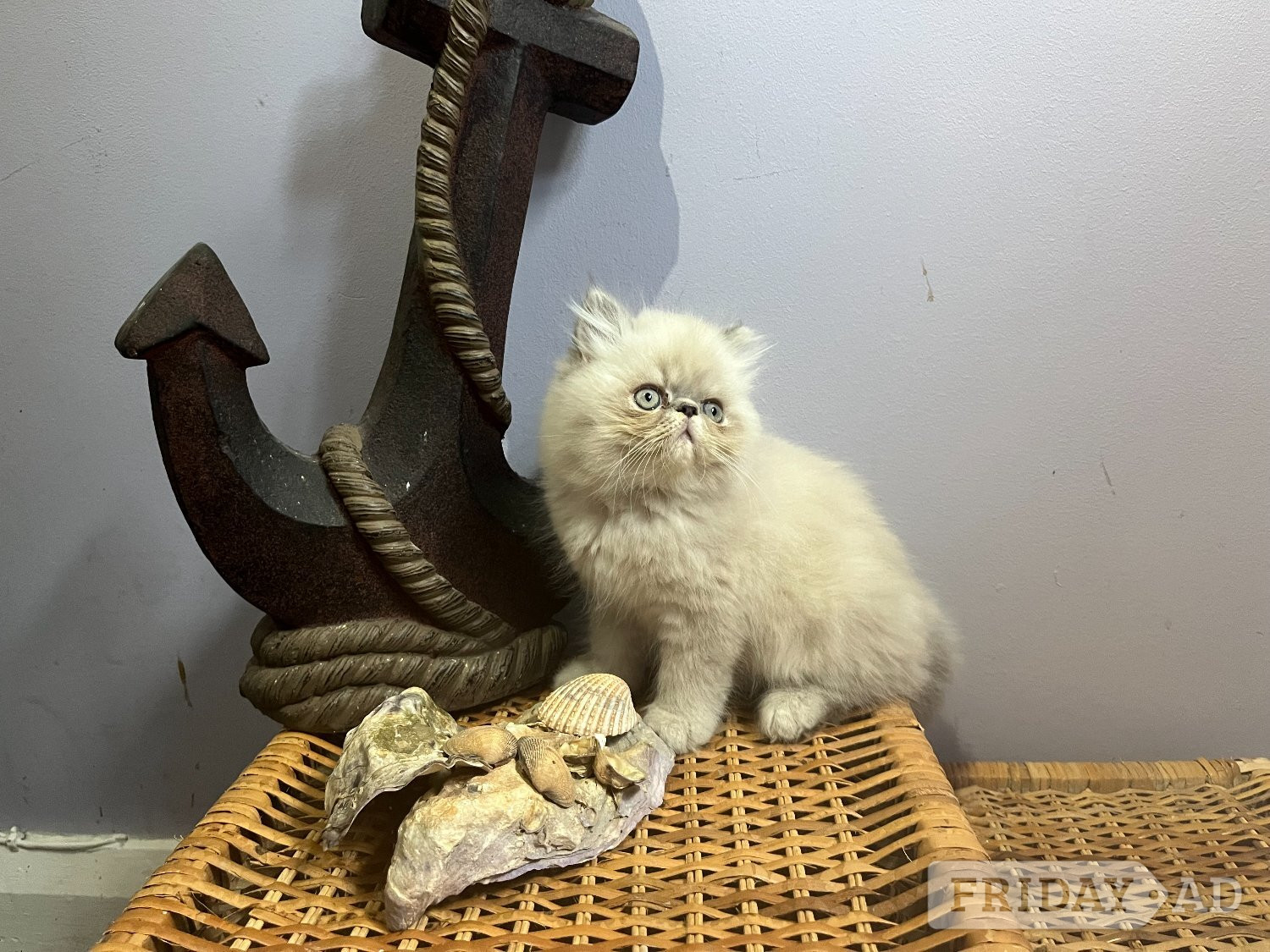 Ready Now. 3 little Persian Pirates ready to set sail - Cats & Kittens