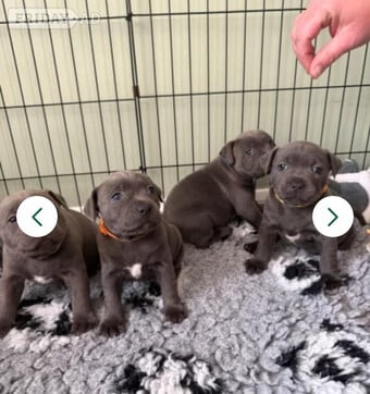 🏆🥇CHAMPION PHARAON🥇🏆 blue Staffy puppies