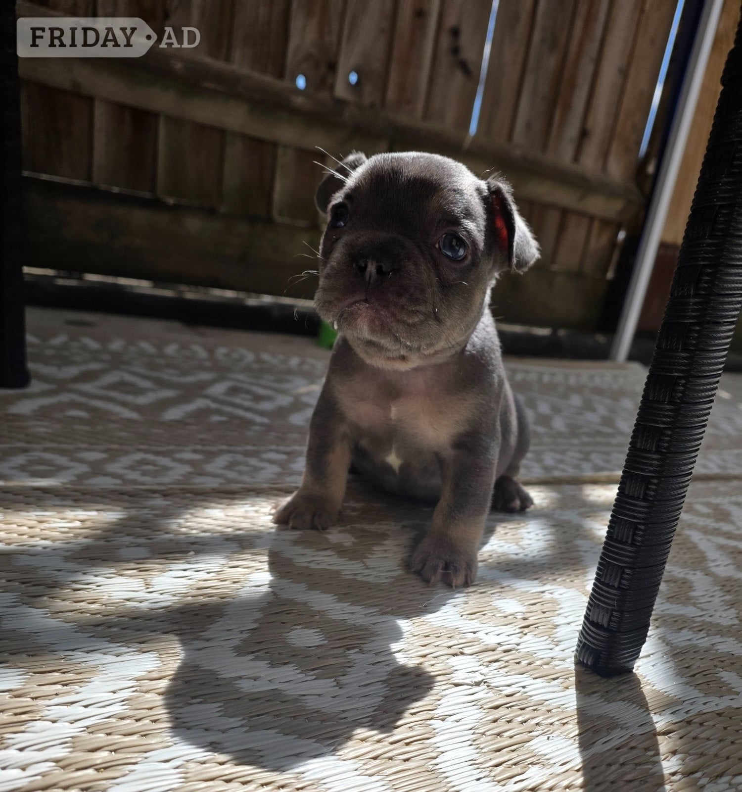 French bulldog puppy