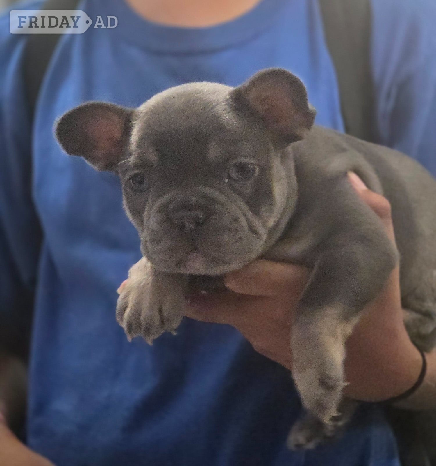 Barking French bulldog puppy