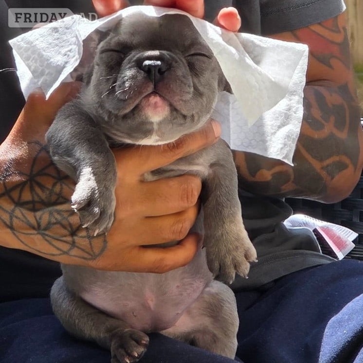 French bulldog pups - Dogs & Puppies in Barking