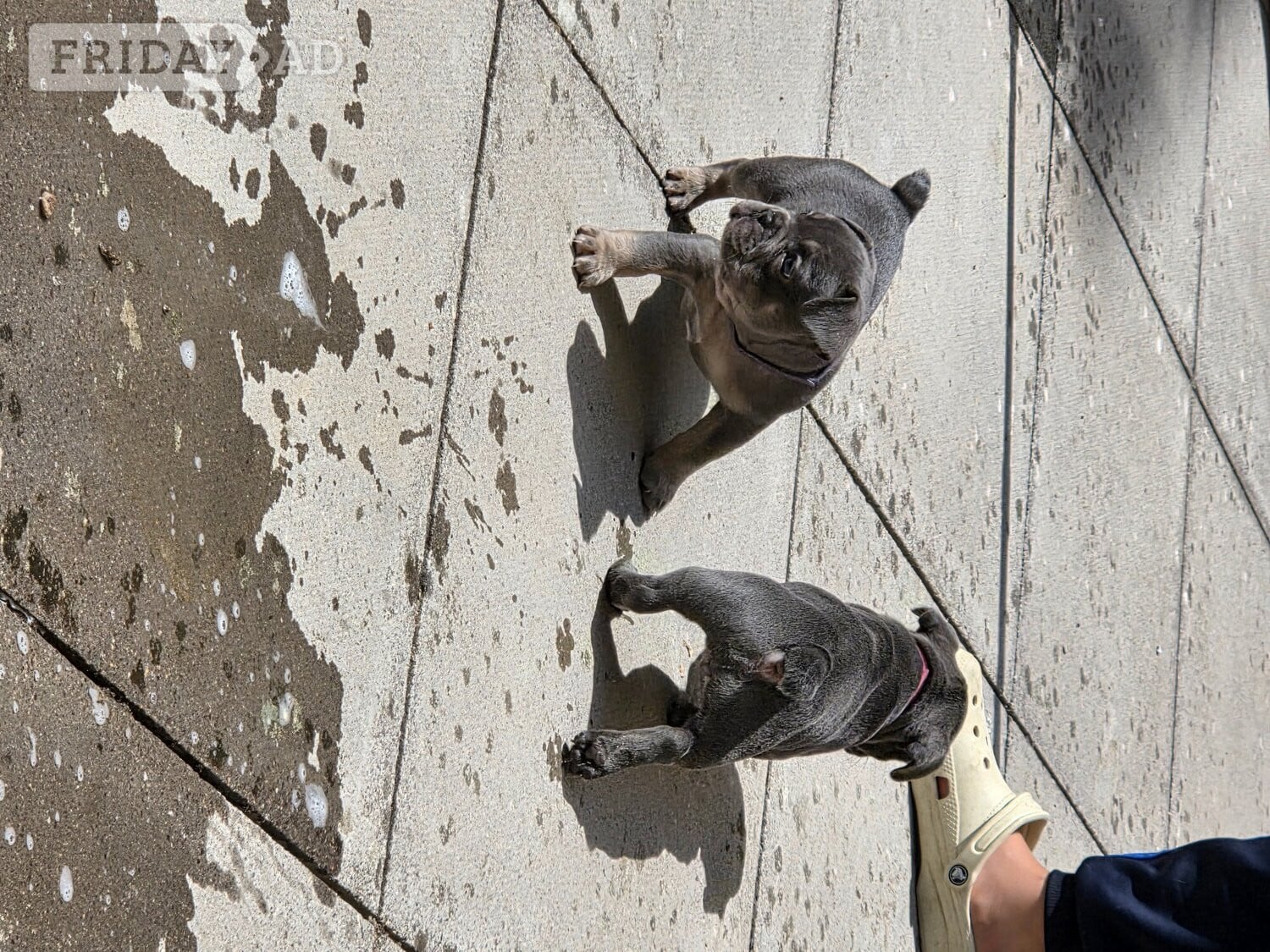 French bulldog pups - Dogs & Puppies