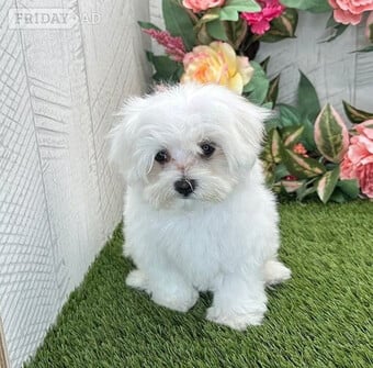 11 Weeks old Maltese Pups, Male and Females