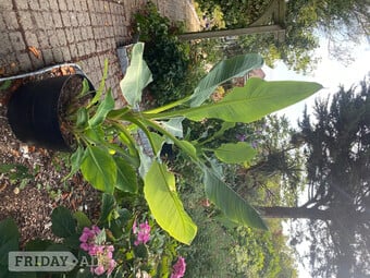 Large Banana Plants
