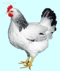 Leatherhead Hybrid chickens, various colours/breeds from POL