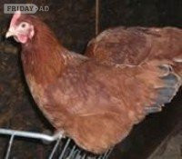 Hybrid chickens, various colours/breeds from POL - Livestock in Leatherhead