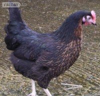 Hybrid chickens, various colours/breeds from POL - Livestock