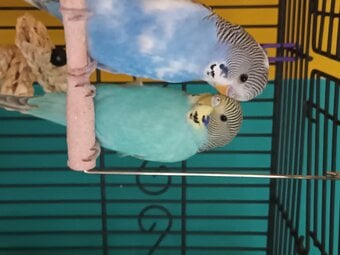 2 beautiful budgies plus cage for sale