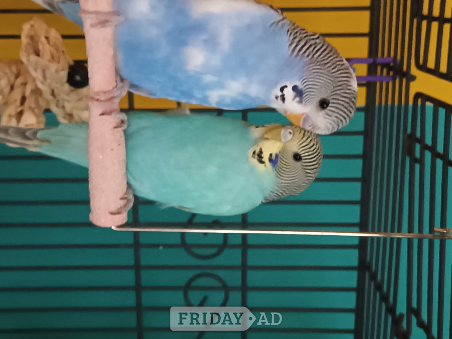 2 beautiful budgies plus cage for sale in Worthing