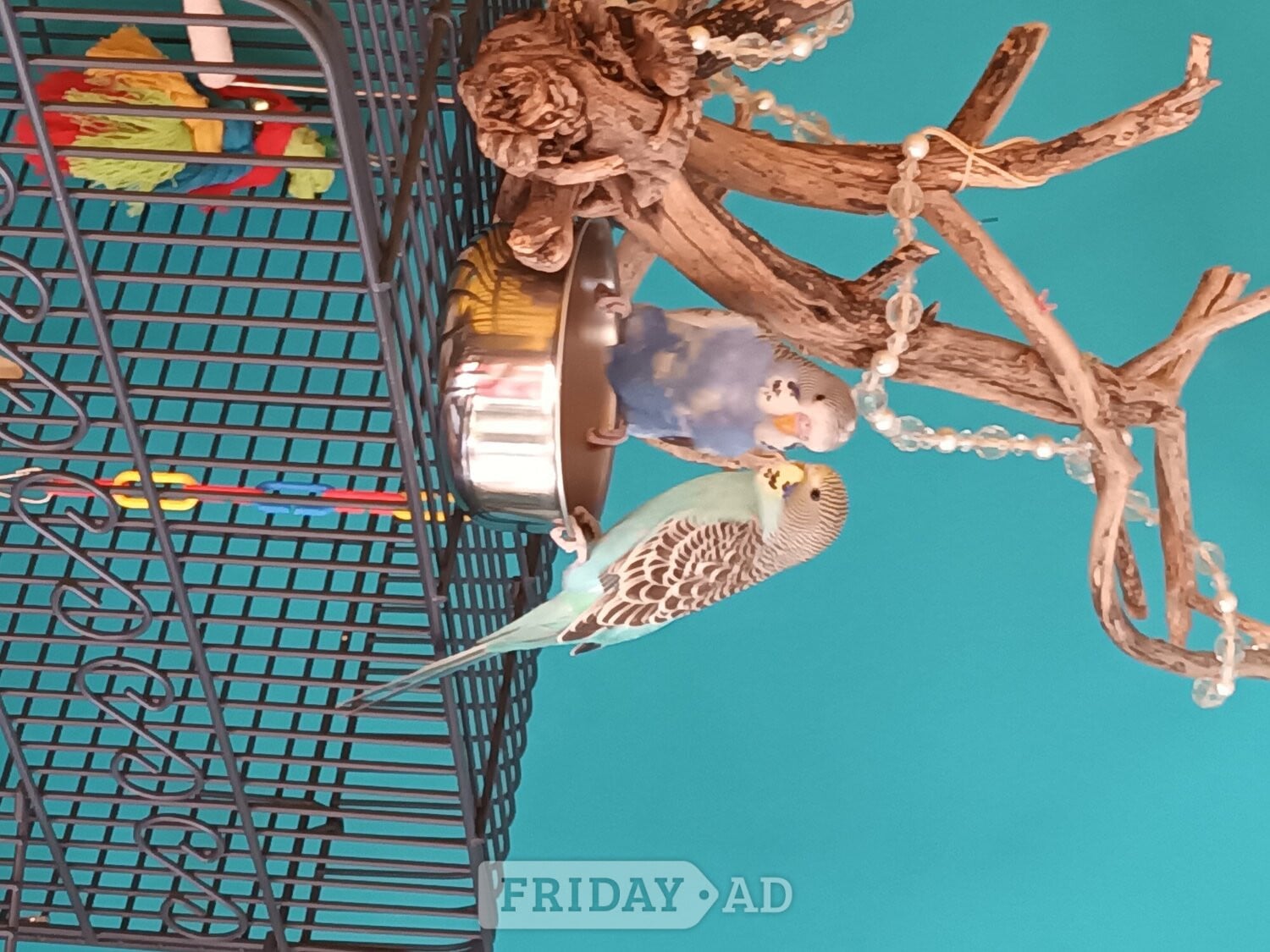 2 beautiful budgies plus cage for sale