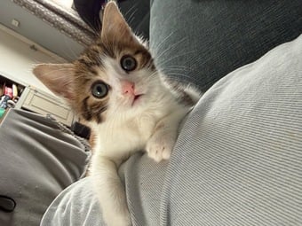 1 Female kitten for sale 