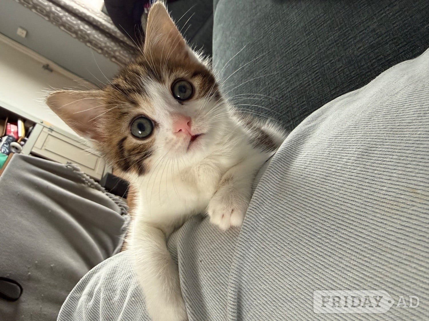 1 Female kitten for sale  in Swindon