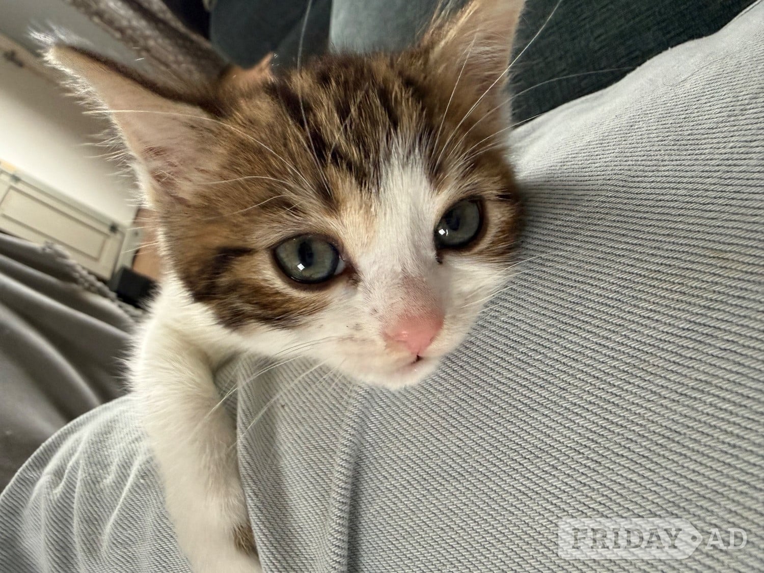 1 Female kitten for sale 