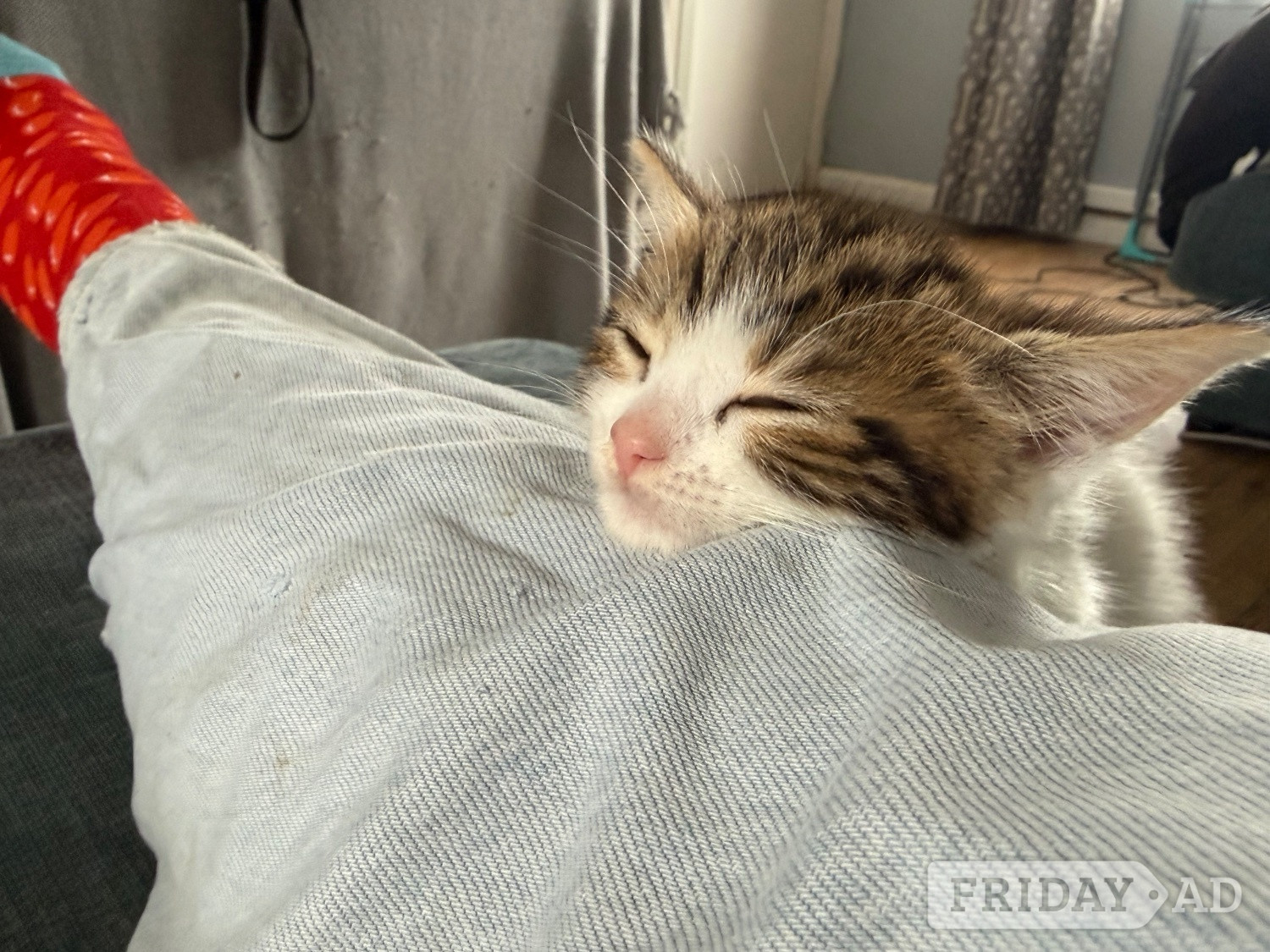 Swindon 1 Female kitten for sale 