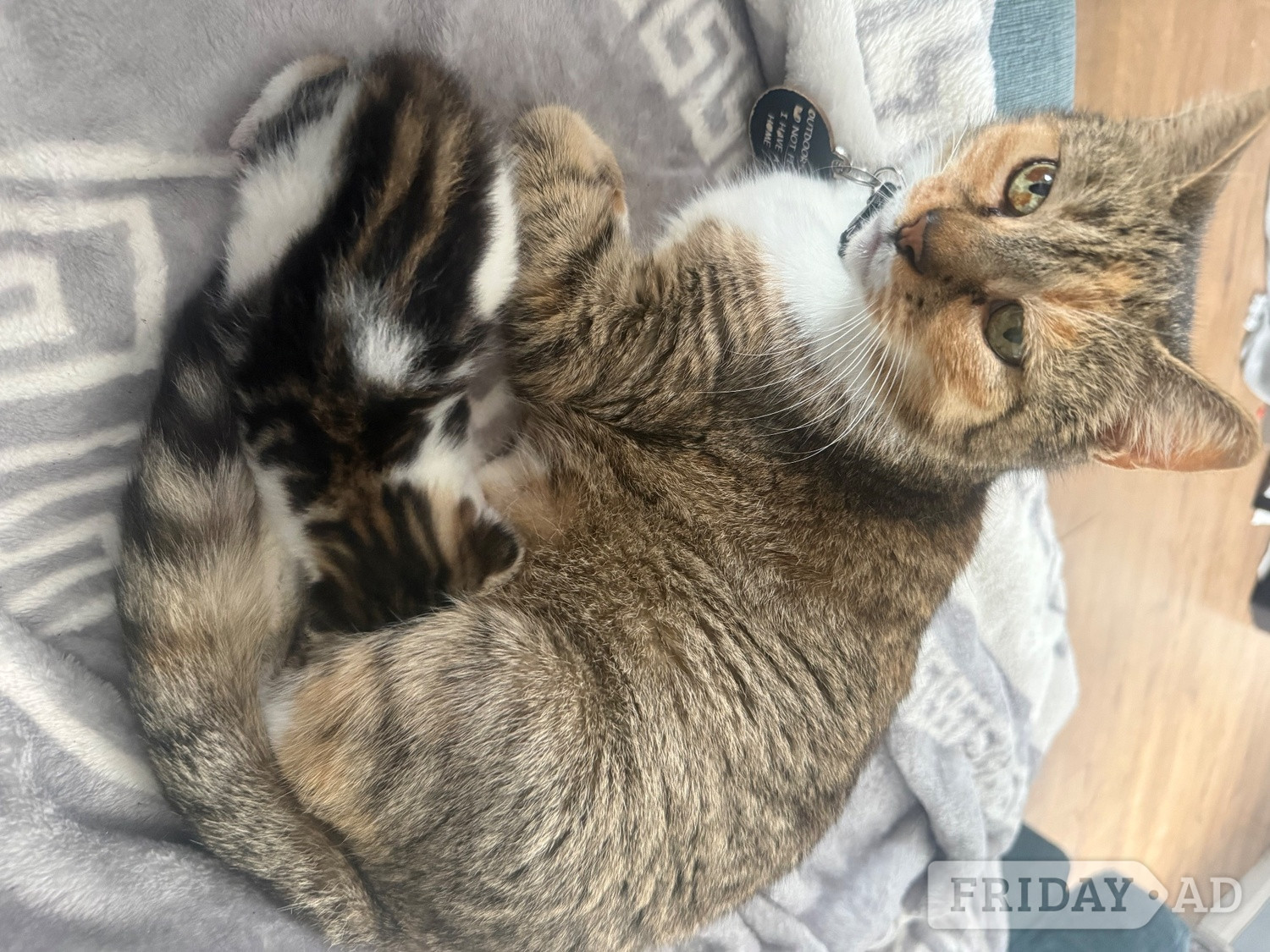 1 Female kitten for sale  - Cats & Kittens in Swindon