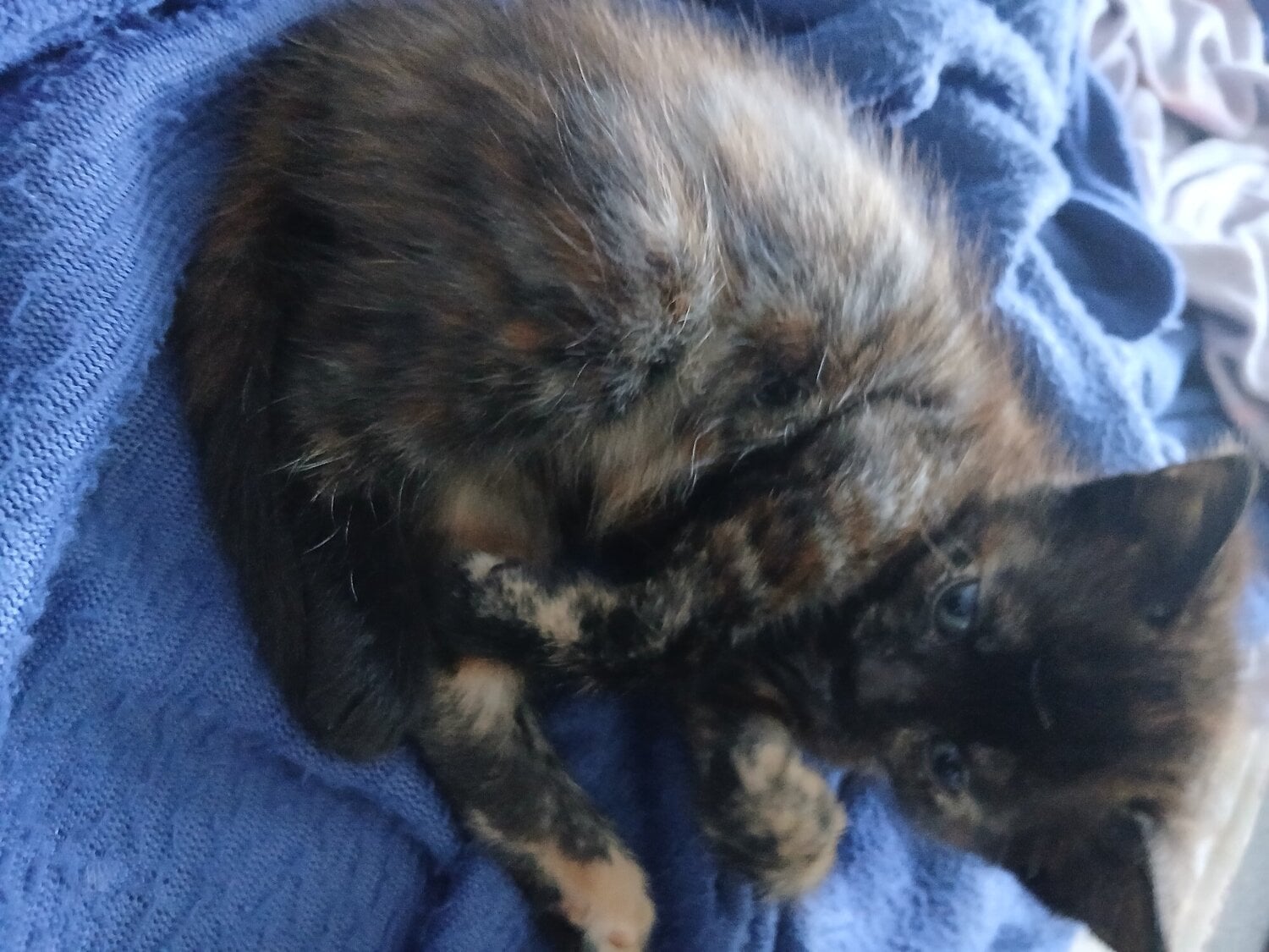 8 week baby girl kitten