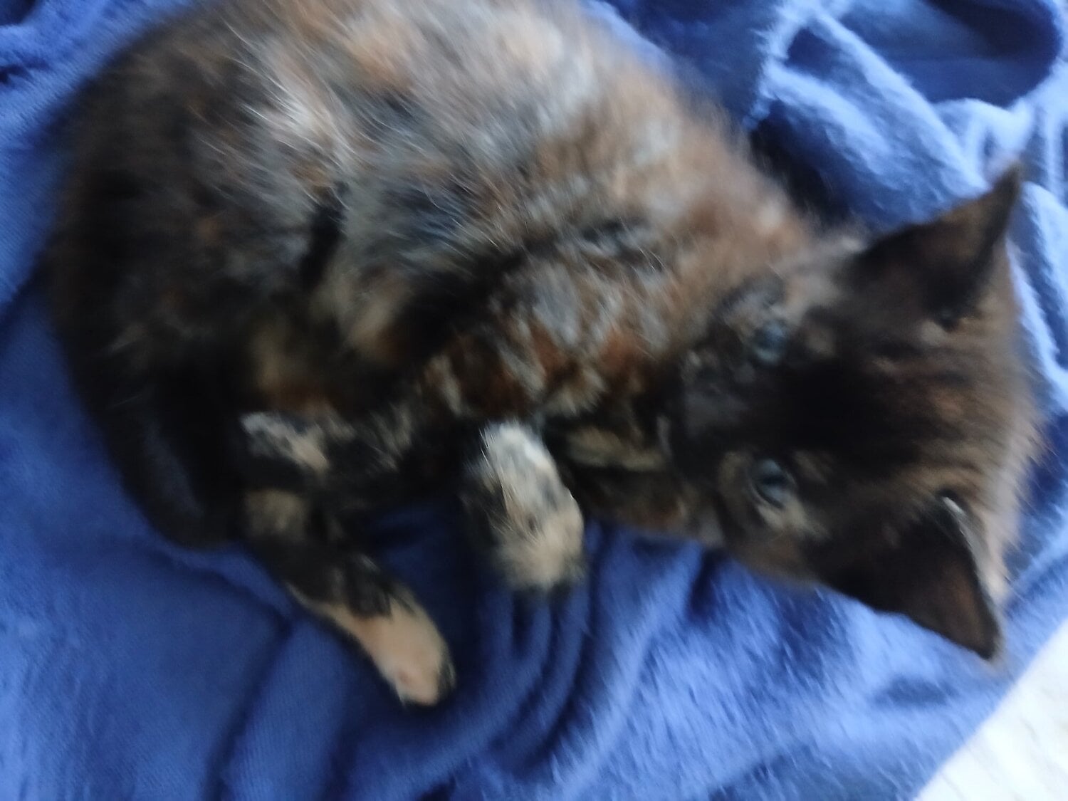 Hove 8 week baby girl kitten