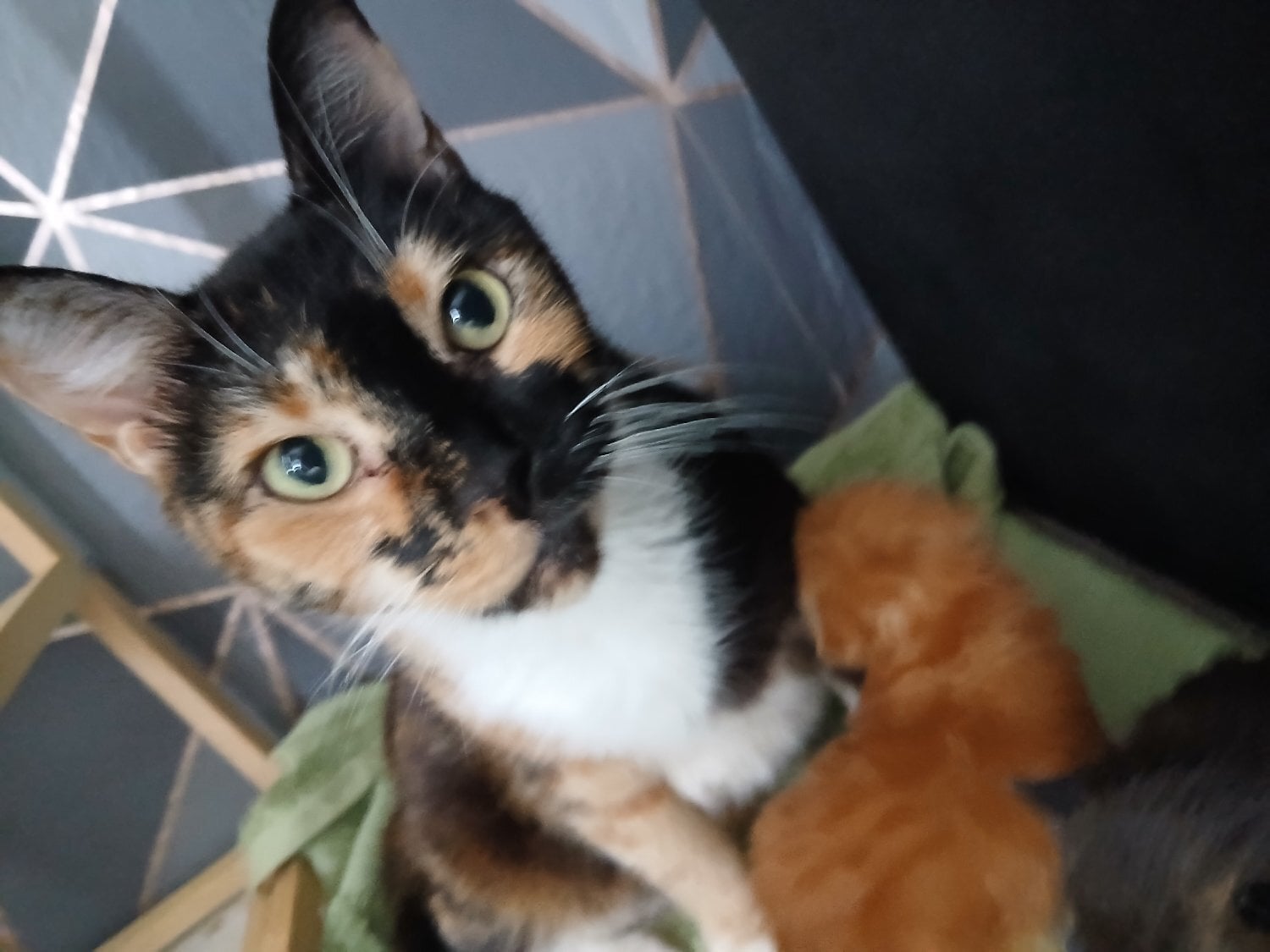 8 week baby girl kitten - Cats & Kittens in Hove