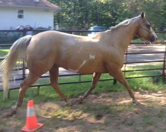Palomino Gelding Quarter Horse in Bampton