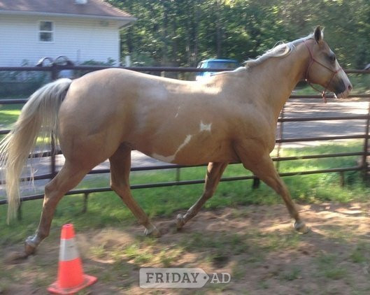 Palomino Gelding Quarter Horse in Bampton