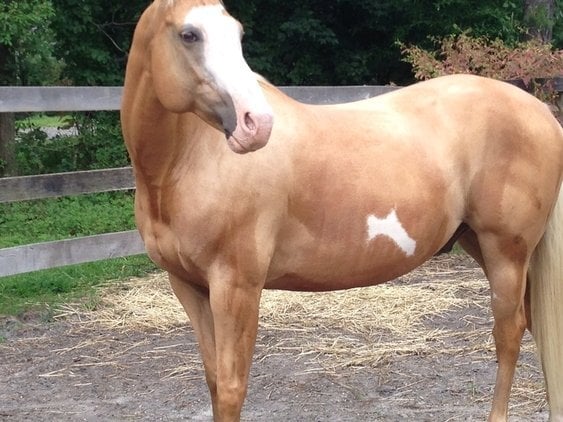 Palomino Gelding Quarter Horse