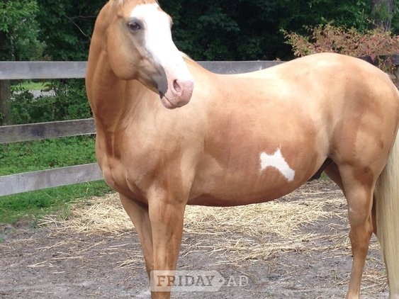 Palomino Gelding Quarter Horse
