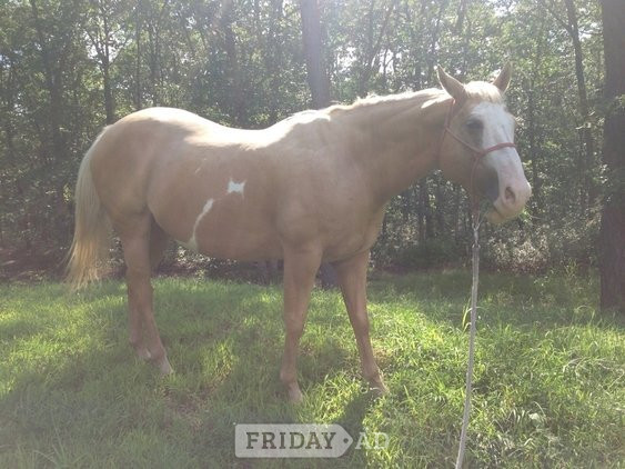 Bampton Palomino Gelding Quarter Horse
