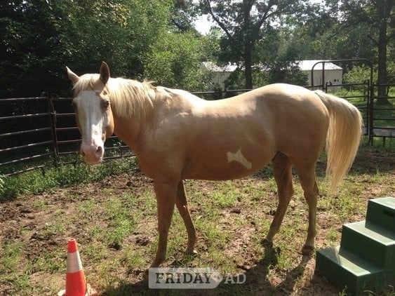 Palomino Gelding Quarter Horse - Horses in Bampton