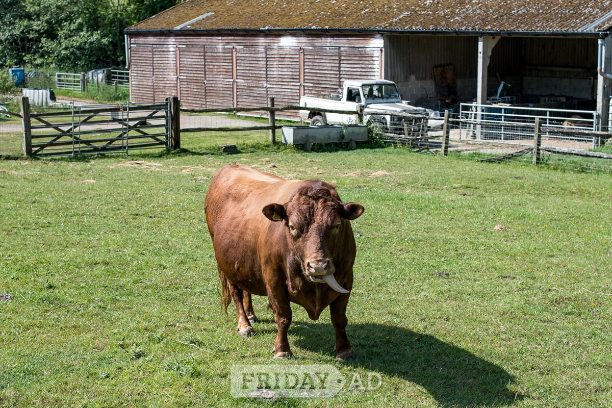 Farm hand on smallholding  in Mayfield