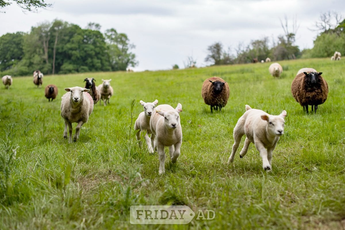 Farm hand on smallholding 