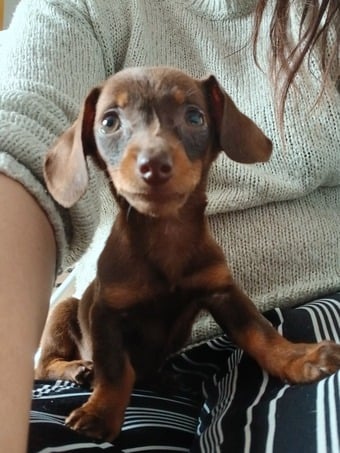 Tiny 12 week old chocolate dachshund girl