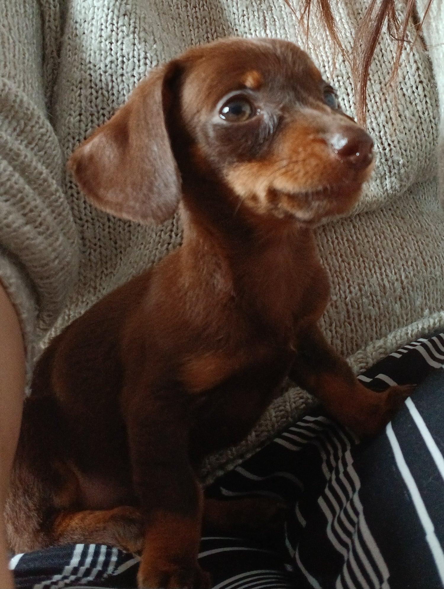 Tiny 12 week old chocolate dachshund girl