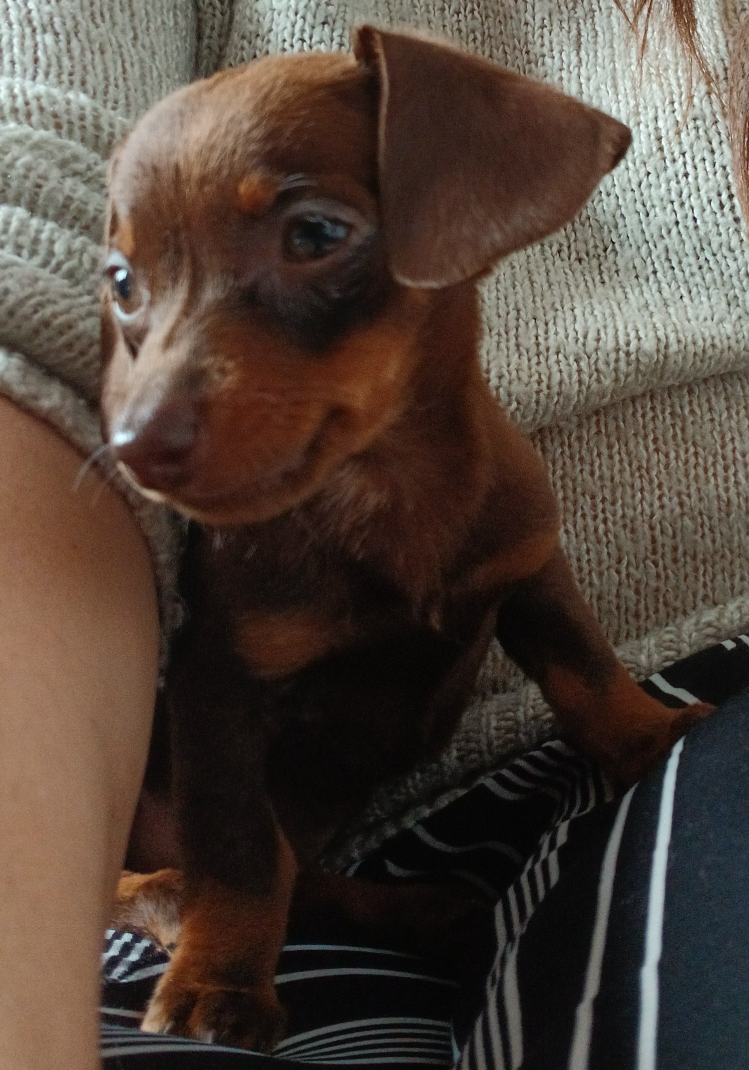 Lewes Tiny 12 week old chocolate dachshund girl