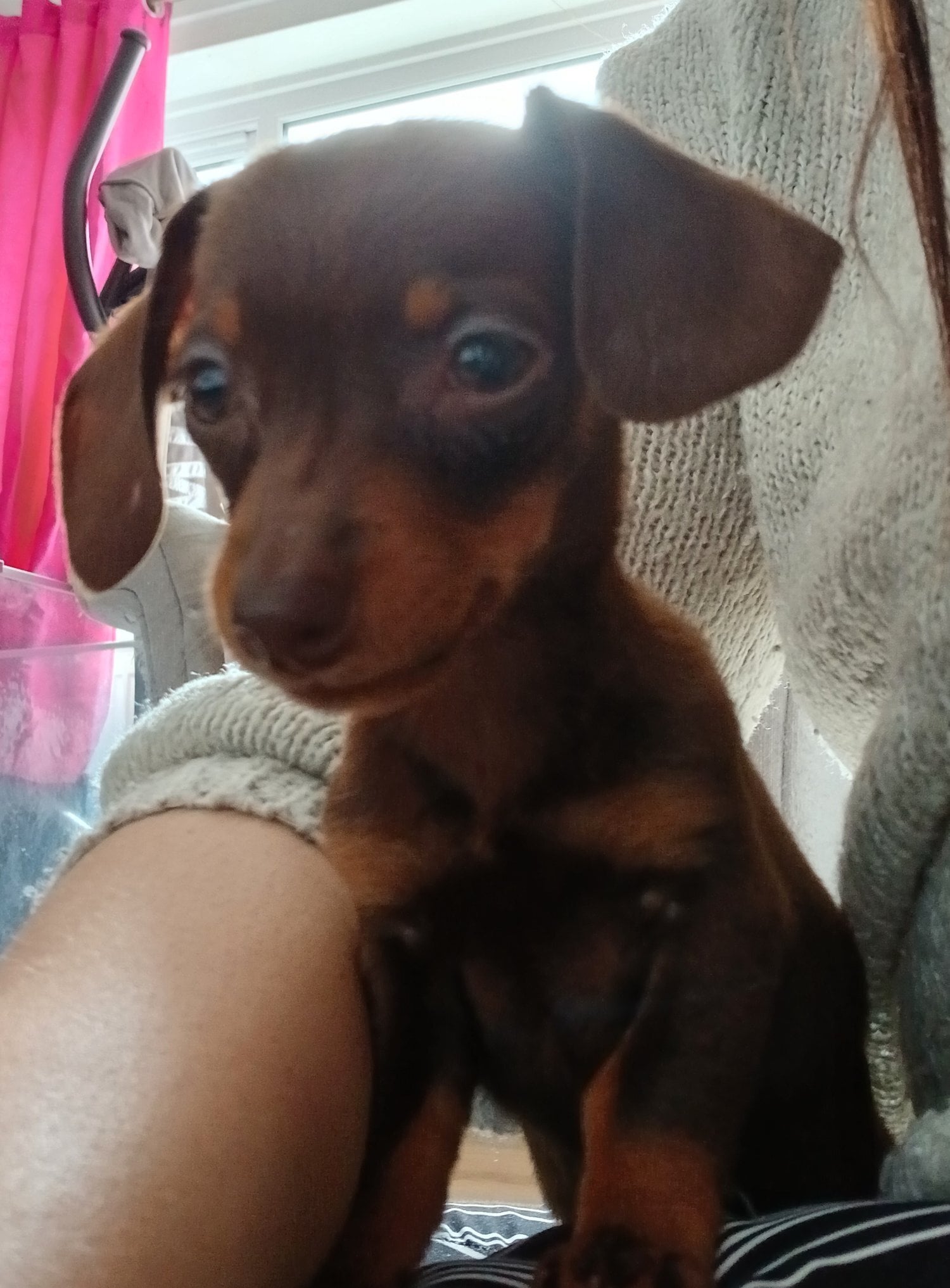 Tiny 12 week old chocolate dachshund girl - Dogs & Puppies in Lewes