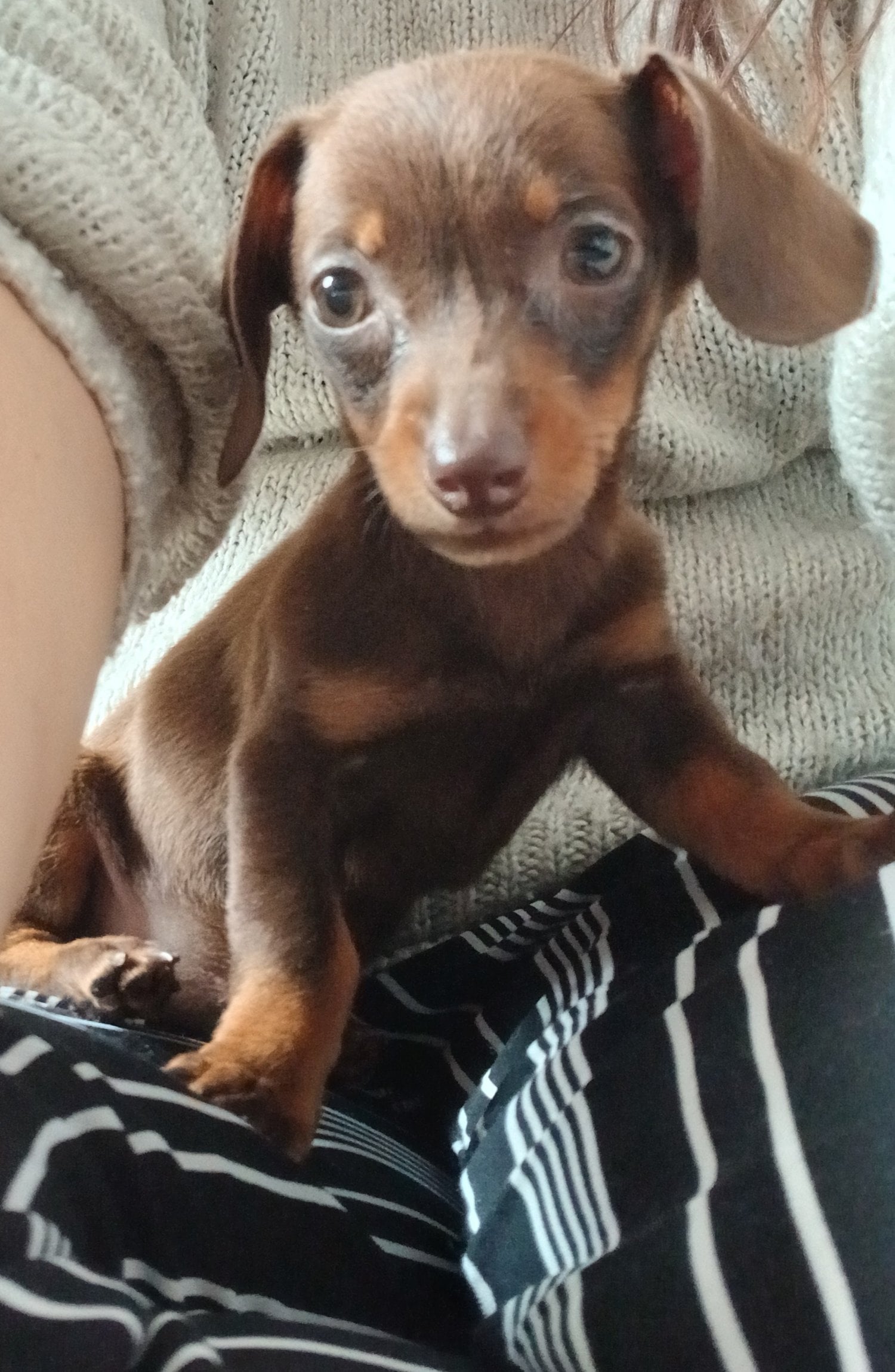 Tiny 12 week old chocolate dachshund girl - Dogs & Puppies
