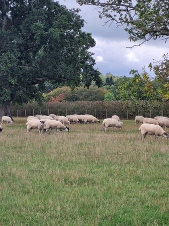 50 North Of England Mule Shearlings