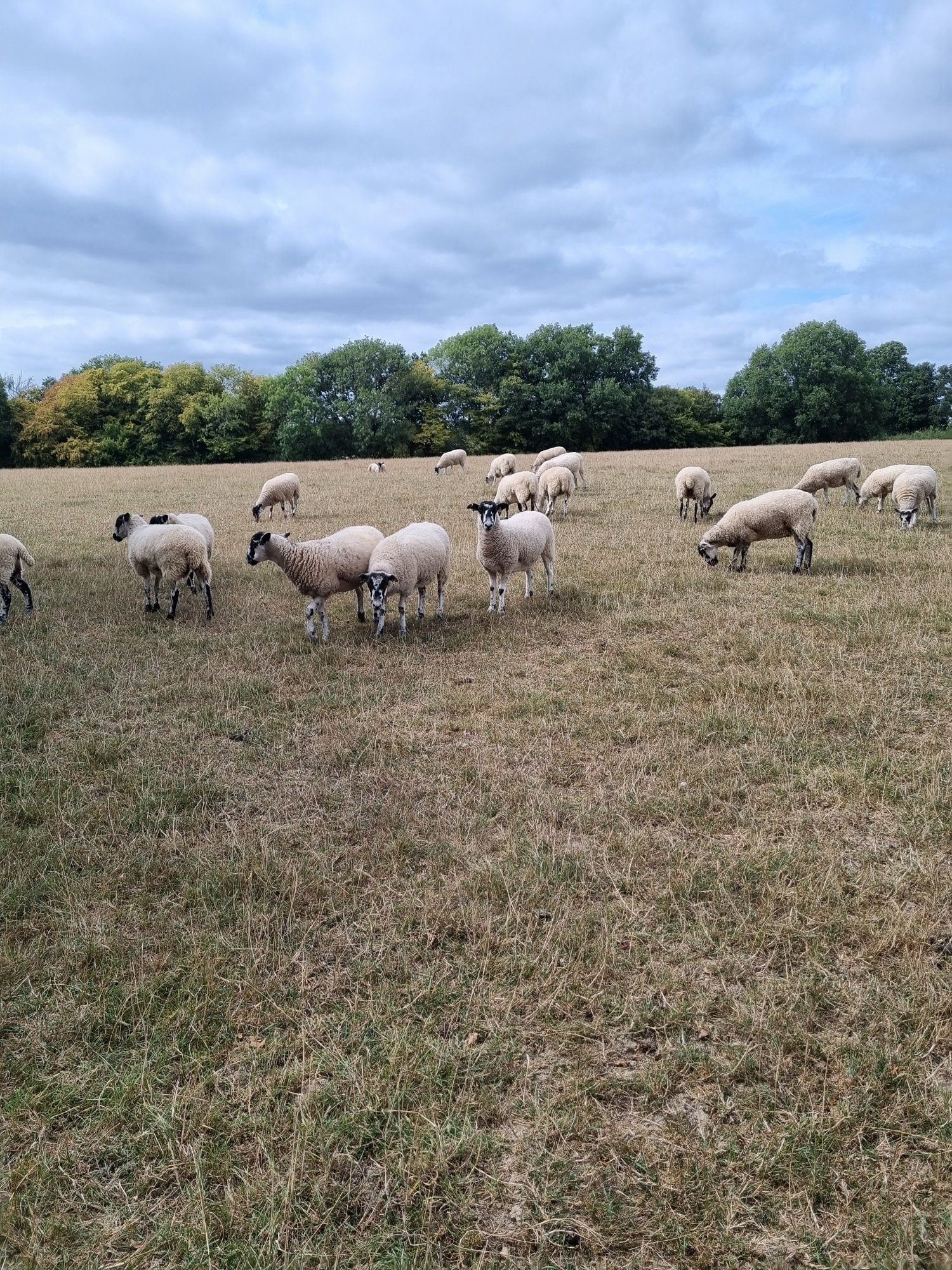 50 North Of England Mule Shearlings in Etchingham