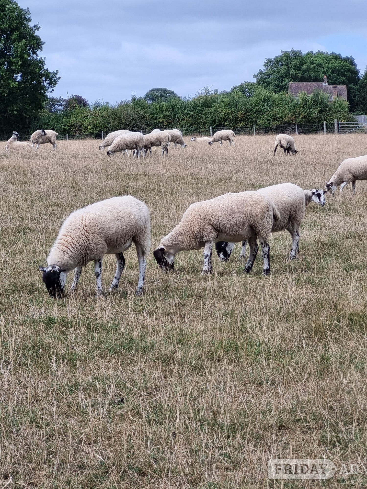 50 North Of England Mule Shearlings