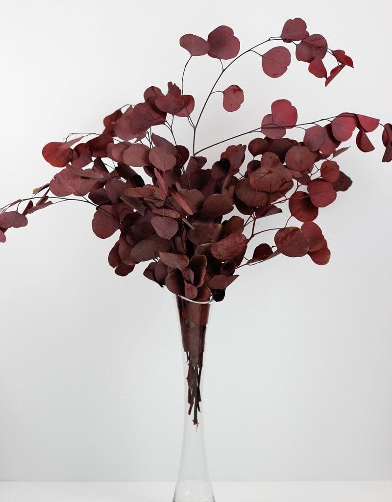 Buy Autumn Dried Flowers for Home Decor at Dried Flowers & Decor in Hitchin