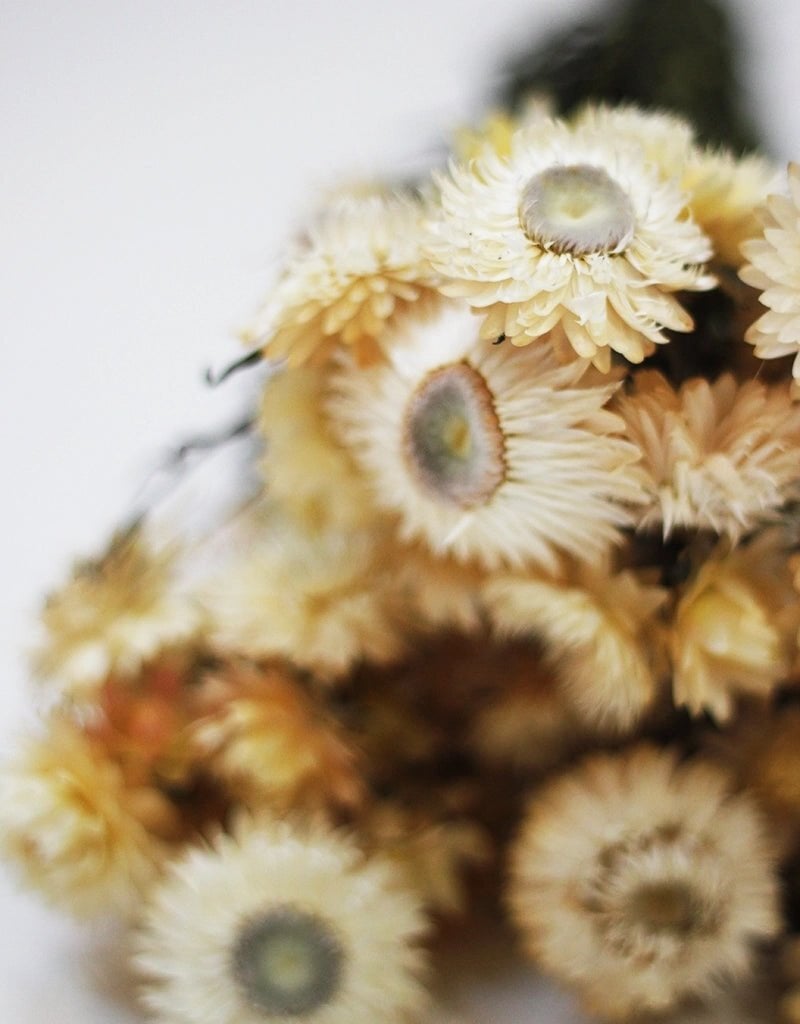Buy Autumn Dried Flowers for Home Decor at Dried Flowers & Decor