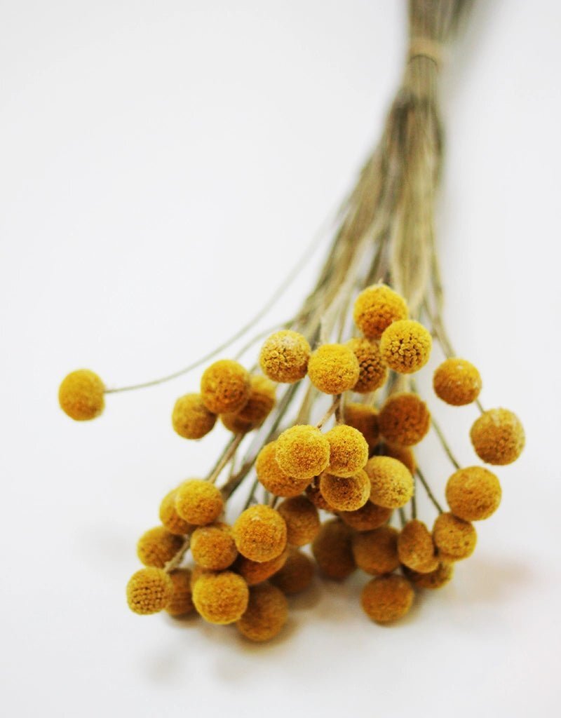 Buy Autumn Dried Flowers for Home Decor at Dried Flowers & Decor - Home Decor in Hitchin