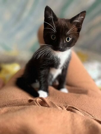 Beautiful black and white kitten