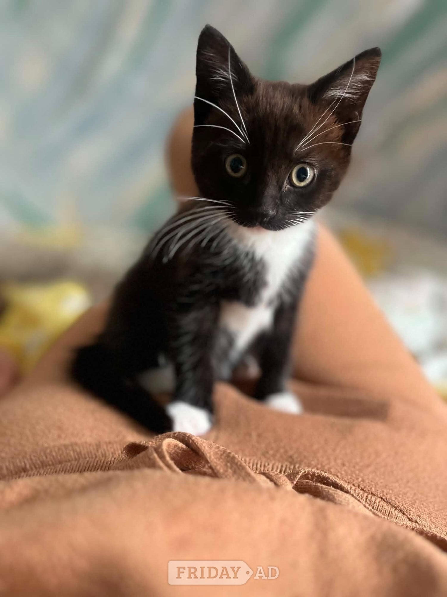 Beautiful black and white kitten in Hailsham