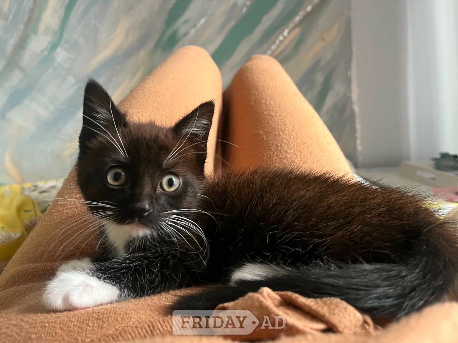Beautiful black and white kitten