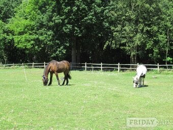 Whydown equestrian livery vacancy part or full only