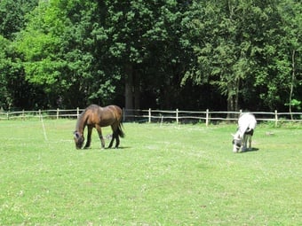 Whydown equestrian livery vacancy part or full only