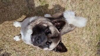 Beautiful American Akita 