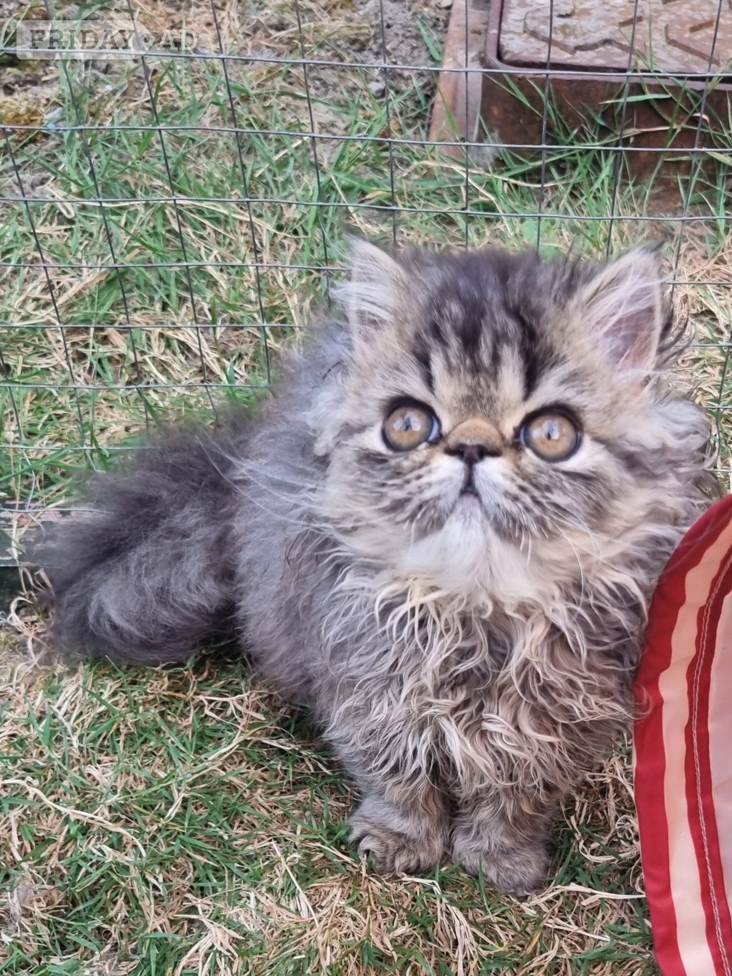 Last GCCF registered persian kitten in Bristol