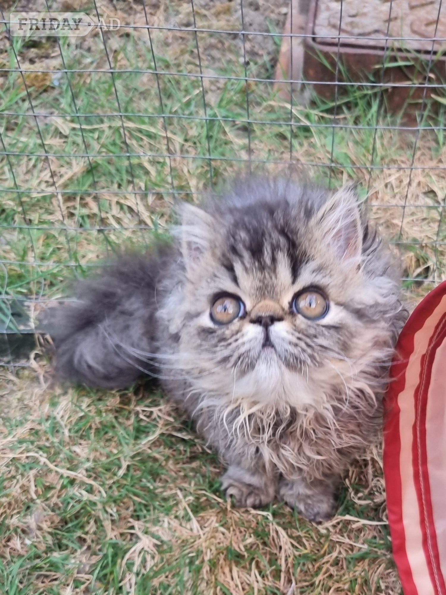 Last GCCF registered persian kitten